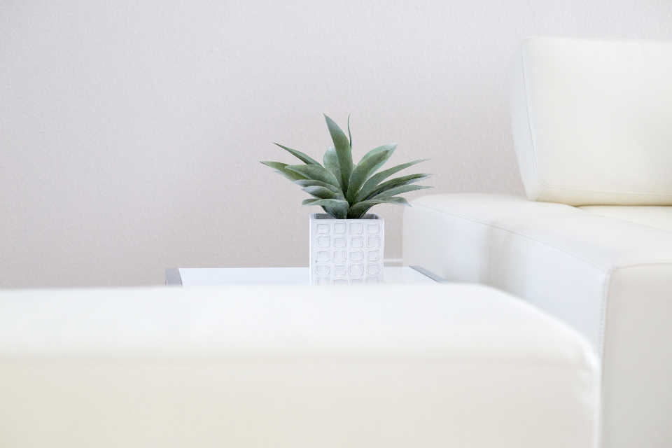 Potted Aloe
